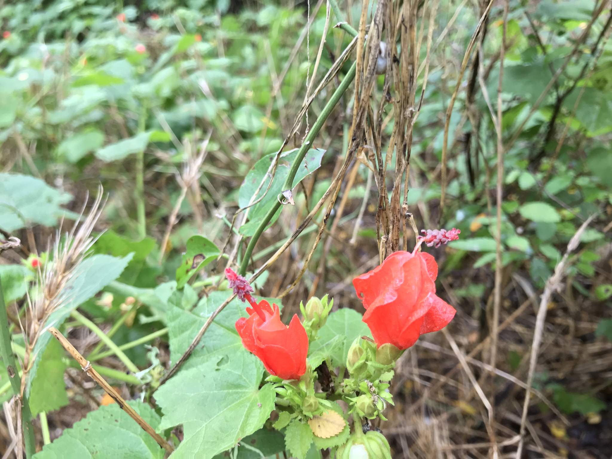 Malvaviscus arboreus